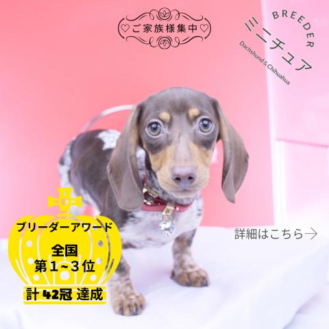 カニヘンダックスフンド　スムース