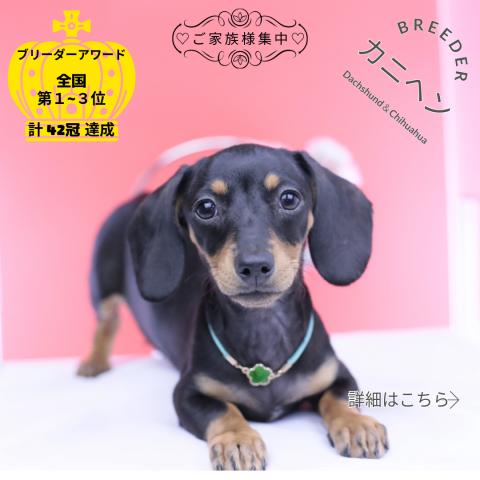 カニヘンダックスフンド スムース