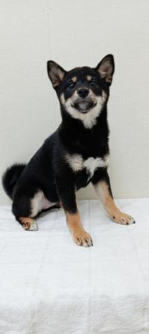 柴犬
