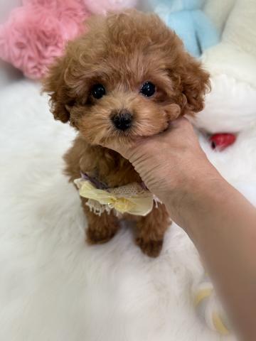 トイプードル