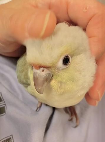 ミント　ウロコインコ