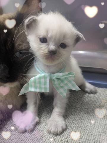 ラグドールまだまだ赤ちゃんです🧸コメント読んでください♡ご予約受け付けております