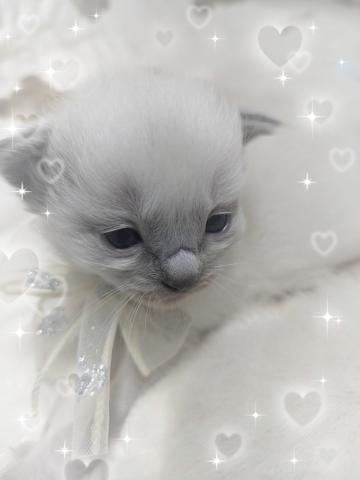 ラグドールまだまだ赤ちゃんです🧸コメント読んでください♡ご予約受け付けております