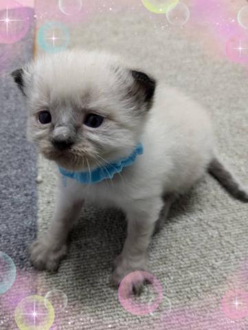 ラグドールまだまだ赤ちゃんです🧸コメント読んでください♡ご予約受け付けております