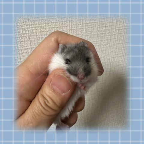 ジャンガリアンハムスター