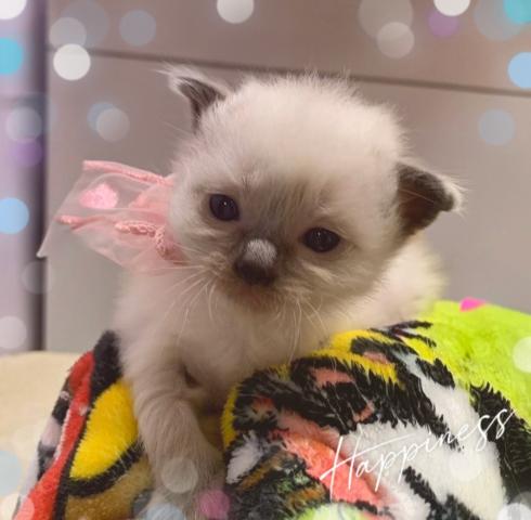 ラグドールまだまだ赤ちゃんです🧸コメント読んでください♡ご予約受け付けております