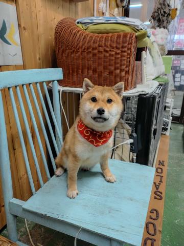 柴犬