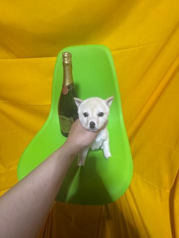 柴犬極小豆柴2.9kg成犬時予想😃