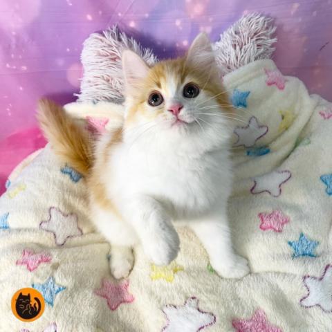 スコティッシュフォールド
