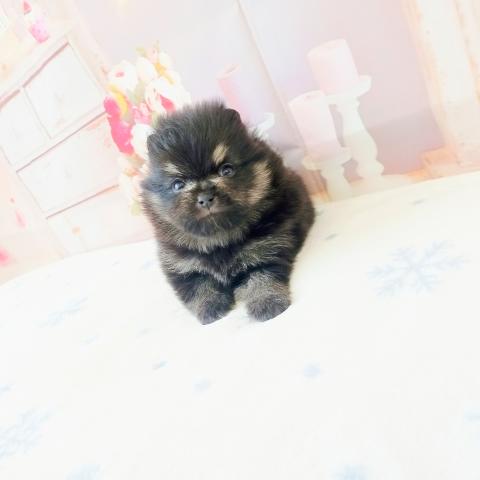 ポメラニアン