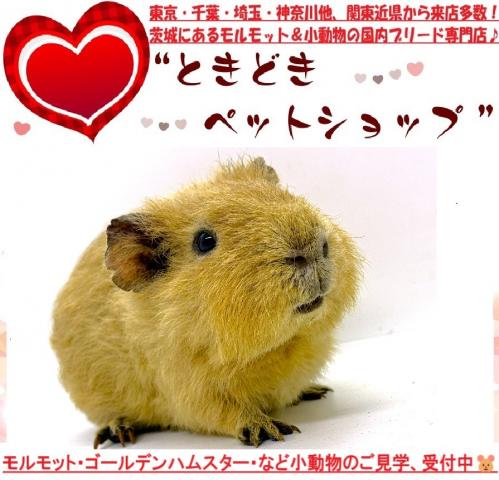 モルモット テディモルモット
