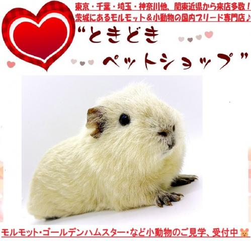 モルモット テディモルモット
