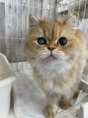 ペルシャ・ヒマラヤン