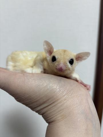 リューシ