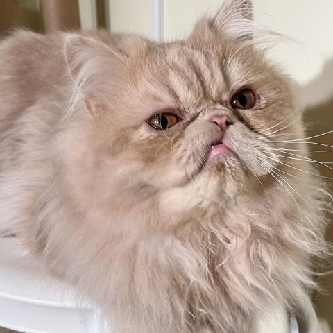 エキゾチックロングヘアー