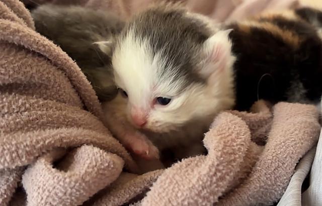 ノルウェージャンフォレストキャット