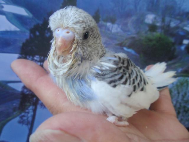 ジャンボセキセイインコ♪ バイオレットパイド 雛 (^_-)-☆