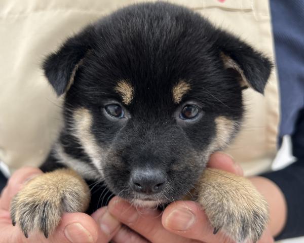 柴犬