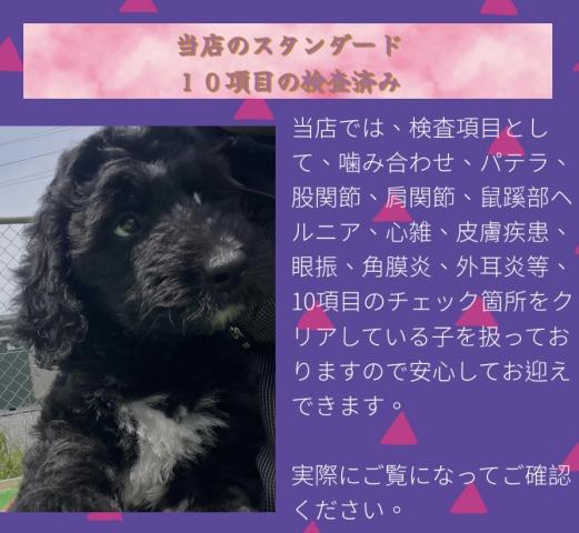 MIX【お問い合わせサプライズ特価の子】 🌸バーニードゥードルmix🌸訓練性能抜群❗️120%後悔しない大型犬🌸お座り・お手・おトイレ覚えました🌸お迎え総額はお問い合わせください🌸お問い合わせ9件入ってます🌸
