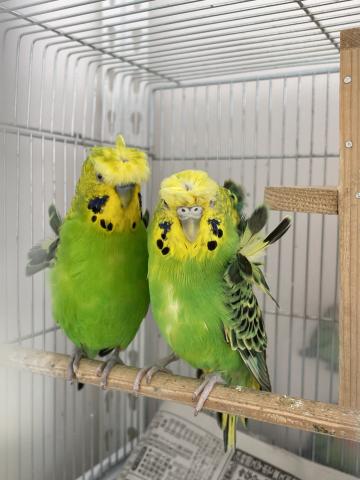 ジャンボ羽衣セキセイインコ(ペア)