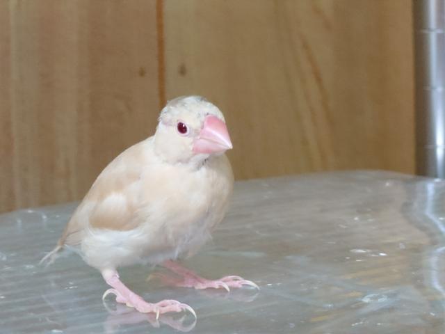 シナモン文鳥
