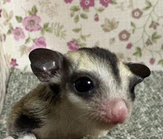 フクロモモンガ モザイクhetリューシ