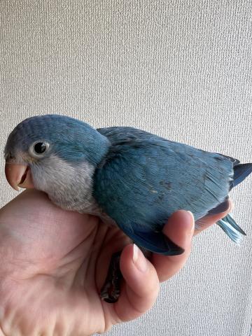 オキナインコ