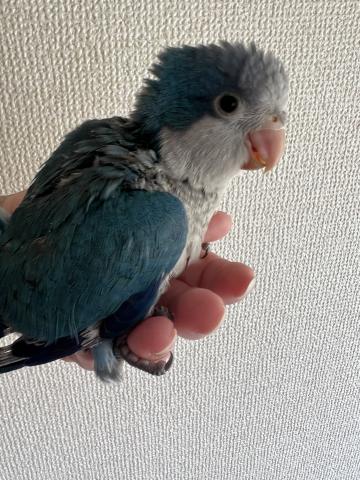 オキナインコ