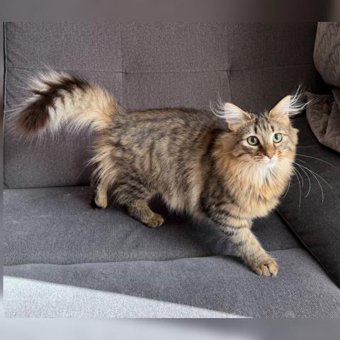 ノルウェージャンフォレストキャット