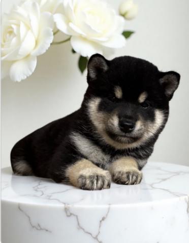 柴犬