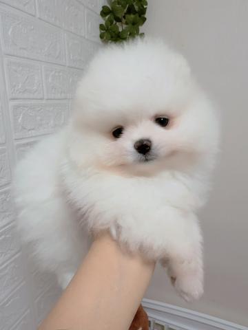 ポメラニアン