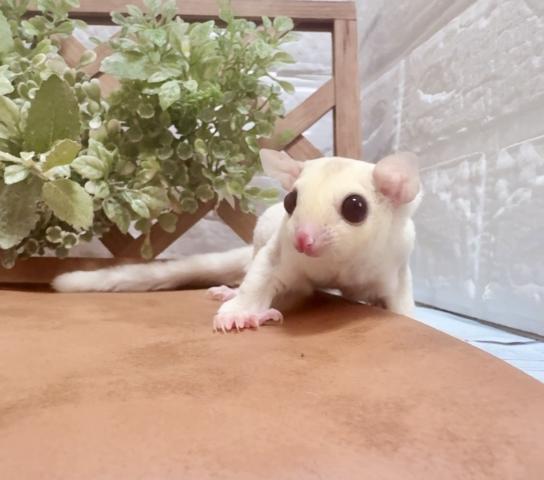 クリミノ G64
