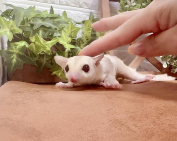 クリミノ G63
