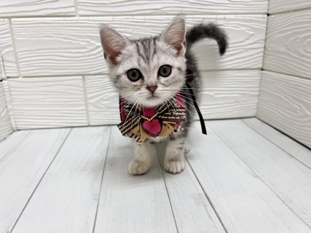 アメリカンショートヘアー