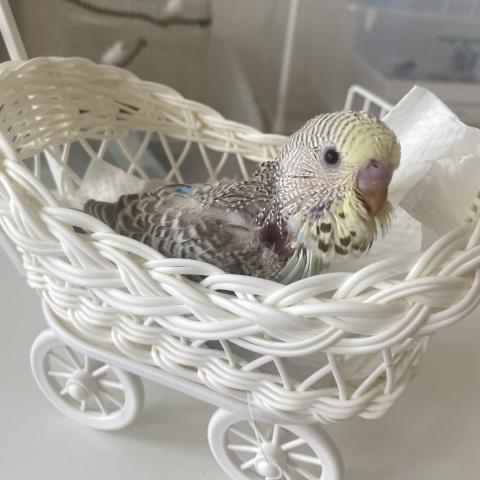 ジャンボセキセイインコ