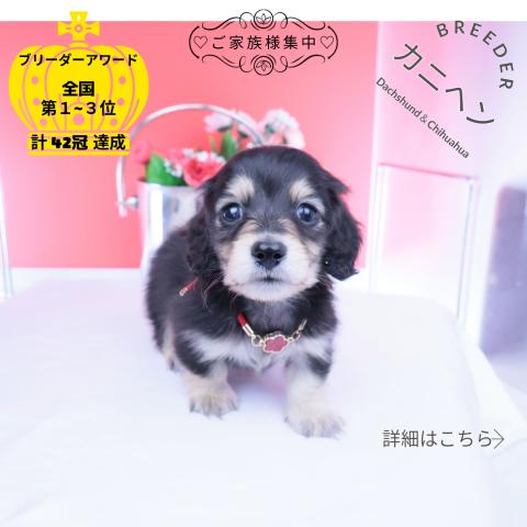 カニヘンダックスフンド ロング