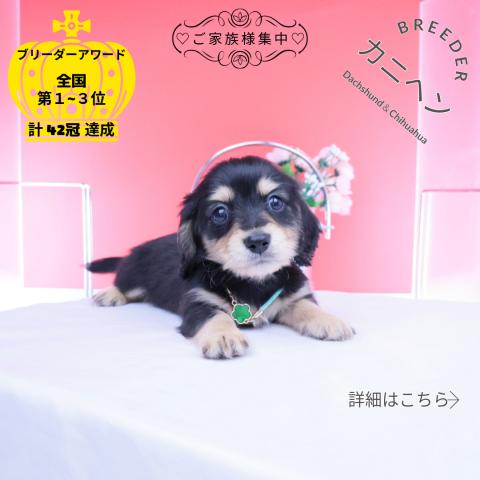 カニヘンダックスフンド ロング