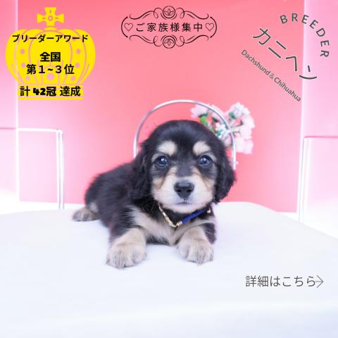 カニヘンダックスフンド ロング