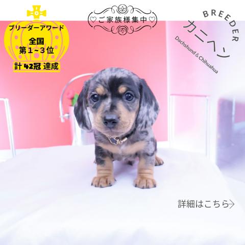カニヘンダックスフンド スムース