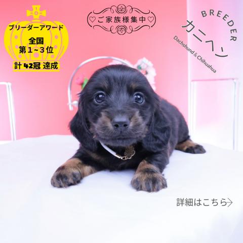 カニヘンダックスフンド ロング