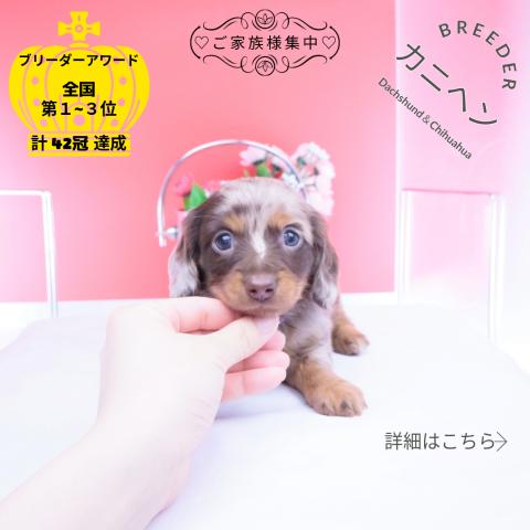 カニヘンダックスフンド ロング