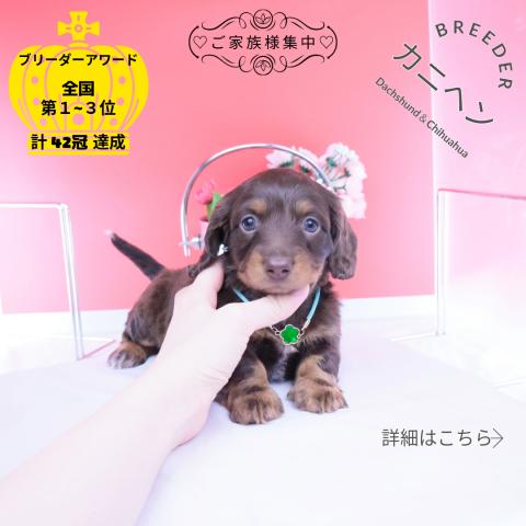 カニヘンダックスフンド ロング
