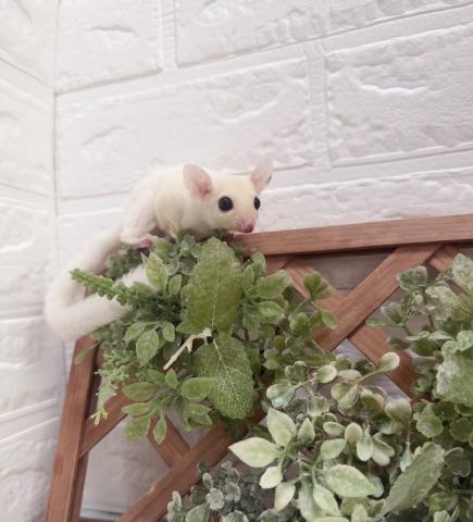 リューシ G72