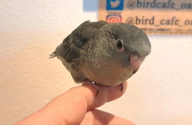 サザナミインコ　モーブ