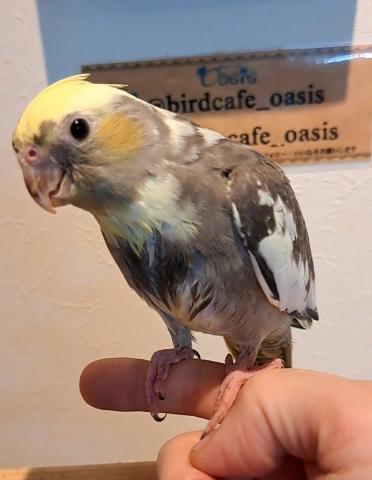 オカメインコ パステルフェイスパイド