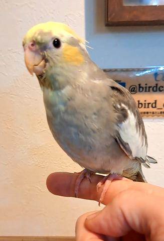 オカメインコパステルフェイスパイド