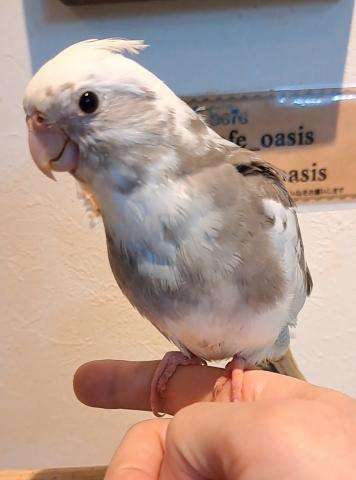 オカメインコホワイトフェイスパイド