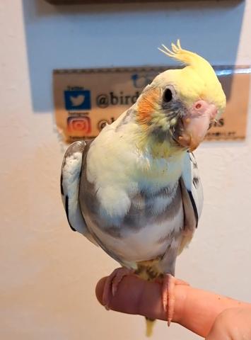 オカメインコOFパイド