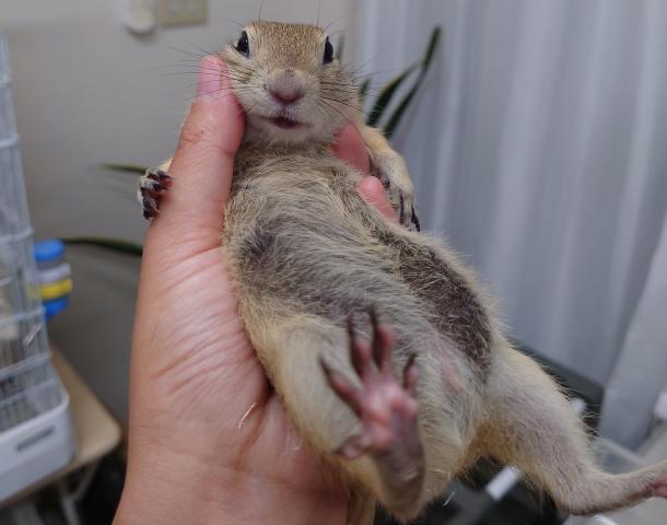 リチャードソンジリス