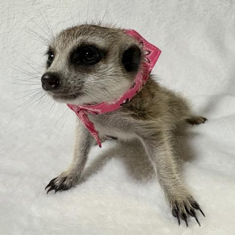 ミーアキャット